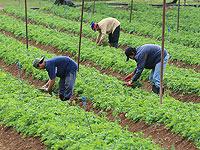 Количество занятых в сельском хозяйстве рабочих из Таиланда вырастет на 10000 человек
