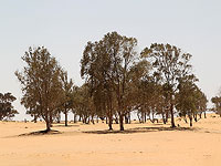 Эвкалипты в Западном Негеве подавляют растительные экосистемы, в том числе красные анемоны
