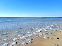 Прогноз: этим летом около средиземноморского побережья Израиля будет очень много медуз
