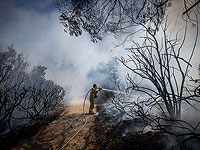 На восстановление выгоревших из-за обстрелов "Хизбаллы" лесов уйдут годы