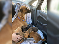 Полиция изъяла в Джиср аз-Зарке собаку и ее щенков, с которыми жестоко обращались