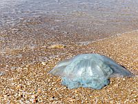 Ситуация на пляжах: жарко, штиль, около побережья Средиземного моря высокая концентрация медуз