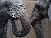 Слоны используют "имена" при обращении друг к другу