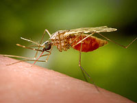 Рамат-Ган, Бат-Ям, Тель-Авив: новые очаги комаров-переносчиков западно-нильской лихорадки