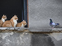 Исследование: кошки заражаются птичьим гриппом и могут передавать его людям