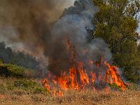 Крупный пожар разгорелся в лесу возле развязки Шореш, вызваны пожарные самолеты