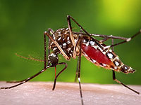 Минздрав предупреждает: перед поездкой в Мексику, Таиланд надо сделать прививки от вируса Денге