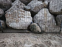 Морская черепаха, вышедшая отложить яйца на берегу, застряла за оградой на пляже Ашдода