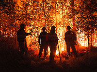За последние 20 лет частота экстремальных лесных пожаров в мире увеличилась более чем в два раза