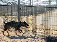 Палестинцы похитили собаку подразделения "Окец", чтобы организовать навет на ЦАХАЛ