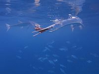 Опубликованы фото и видео "танцев" рифовых рыб в Эйлате и охотников на них