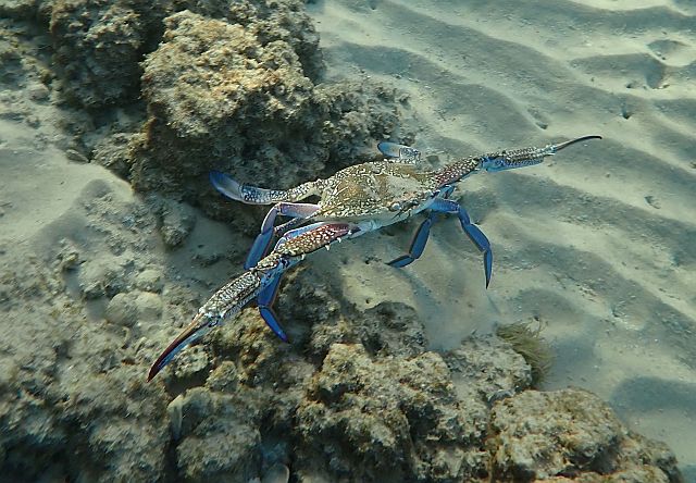 Голубой краб-плавунец, самец (Callinectes sapidus)