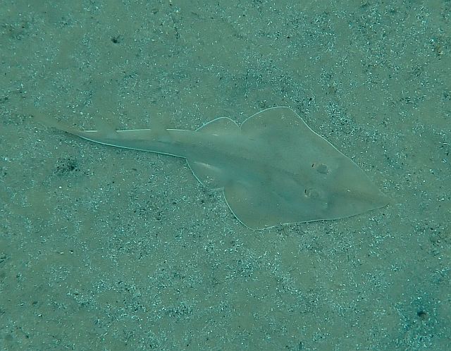 Морской ангел (европейская скватина, Squatina squatina)