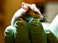 Секрет долгой жизни: мыши с отключенным воспалительным белком живут на 25% дольше