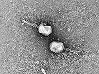 Израильские ученые описали неизвестный механизм антивирусной защиты бактерий