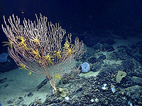 Ученые нашли на морском дне источник "черного" кислорода