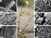 Колонии различных бактерий у корневой системы кресс-салата Таля (Arabidopsis thaliana)