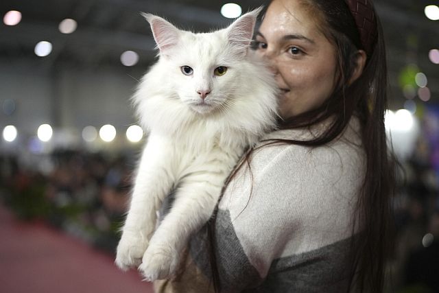 В Риме прошел конкурс красоты среди кошек. Фоторепортаж