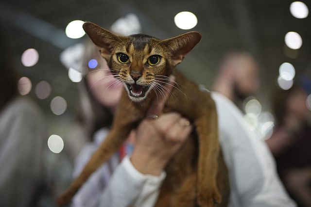 В Риме прошел конкурс красоты среди кошек. Фоторепортаж