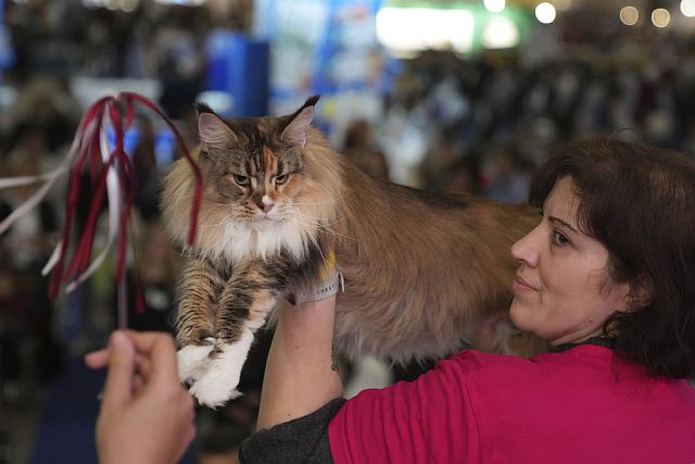 В Риме прошел конкурс красоты среди кошек. Фоторепортаж