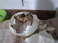 Плодитесь и размножайтесь: в заповедник Хай-Бар Йотвата выпустили страусов