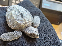 18 морских черепах выбросило на берег во время шторма, семь из них погибли