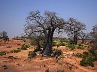 Баобаб (Adansonia digitata)