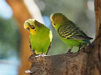 Волнистые попугайчики (Melopsittacus undulatus)