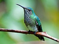Самка якобинского колибри (Florisuga mellivora)