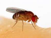 Плодовая мушка (Drosophila melanogaster) 