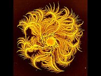 Paenibacillus