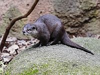 Азиатская короткокоготная выдра