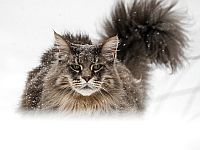 Кот из Миннесоты попал в Книгу Гиннесса за самый длинный в мире хвост