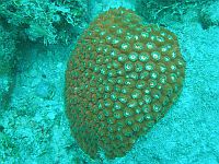 Звездчатый коралл Montastraea cavernosa