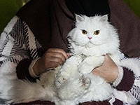 Ученые обнаружили ген, который может влиять на то, как сильно кошки мурлычут и мяукают