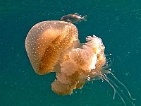 Медуза Австралийская пятнистая (Phyllorhiza punctata) в Средиземном море около побережья Израиля