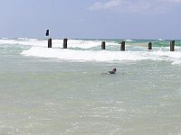 Семь морских черепах выпущены на природу на пляже Бейт-Янай после длительного лечения