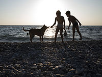 У детей, которые растут рядом с собаками, может быть снижен риск развития детской астмы