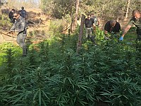 Плантация каннабиса в роще кибуца Брор-Хаиль, арестованы подозреваемые