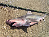 У берегов Джиср аз-Зарки найдена погибшая песочная акула У берегов Джиср аз-Зарки найдена погибшая песочная акула