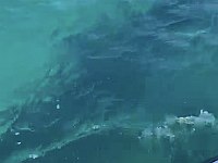 У берегов Хайфы замечена китовая акула, купание на пляжах города запрещено. Видео