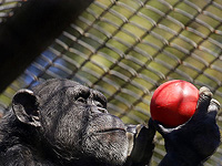 Шимпанзе используют "научный метод", чтобы взвешивать доказательства и планировать свои действия