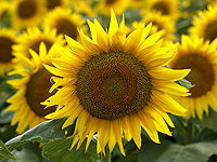 Подсолнечники могут стать будущим "веганского мяса"