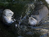В организме морских выдр обнаружены токсичные "вечные химикаты"