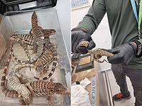 186 животных в чемодане: задержан вернувшийся из Таиланда турист