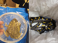 186 животных в чемодане: задержан вернувшийся из Таиланда турист