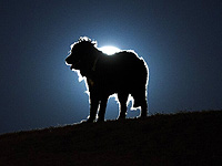 Минздрав предупреждает: в округе Биньямин выявлена бешеная собака