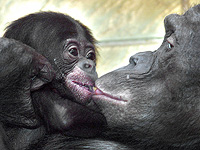 Поцелуи, вероятно, появились 20 миллионов лет назад у предков-обезьян и неандертальцев