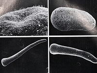 Добавки Омега-3 повышают выживаемость молодых кораллов Добавки Омега-3 повышают выживаемость молодых кораллов