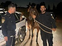 Осужденный из Кафр-Бары арестован за конокрадство
